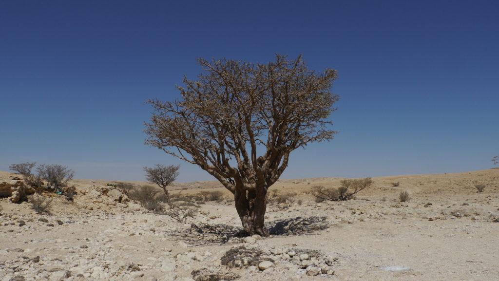 The fine quality of frankincense resin is harvested from frankincense trees in the Nejd area. Salalah West Coast Trip.