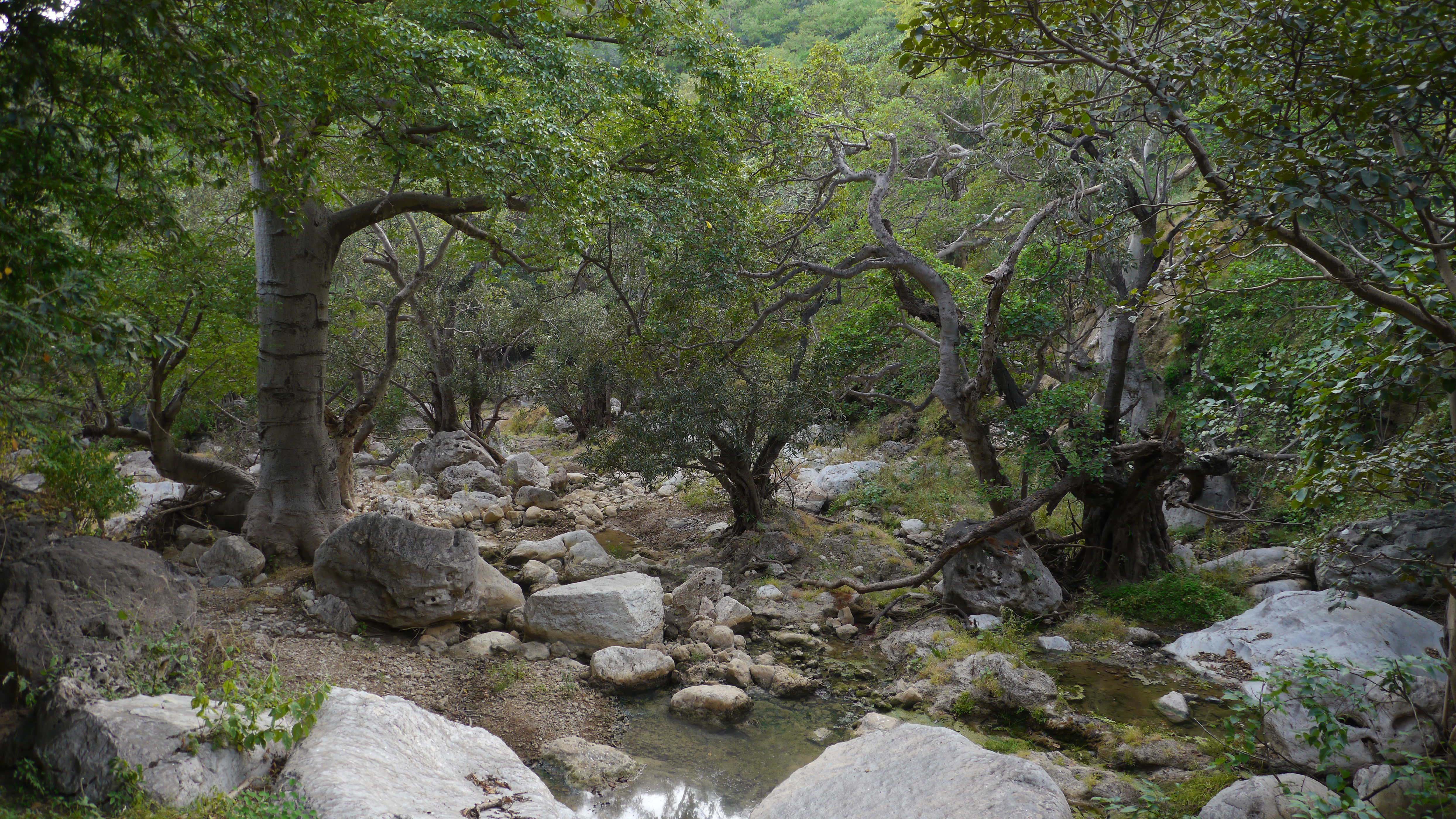 Unique trekking trip to the baobab forest from Salalah. Wadi Hinae natural reserve.