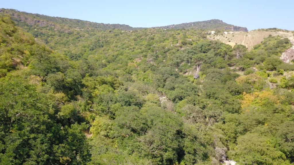 Baobab forest nature reserve is situated in a nice green valley with small creek running down from Dhofar Mountains.