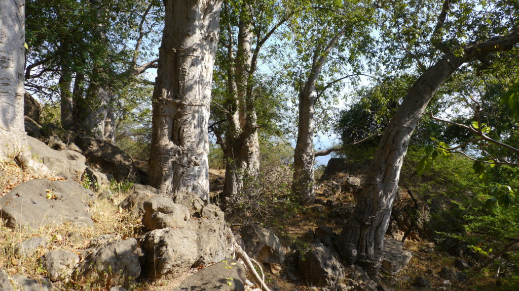 Baobab trek tour takes you to the green Wadi Hinae where the baobab trees grow. Baobab trekking tour from Salalah.