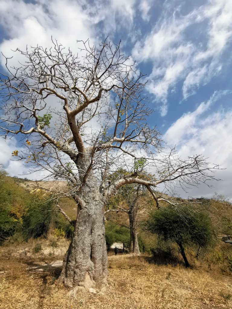 baobab trees close from Salalah Oman