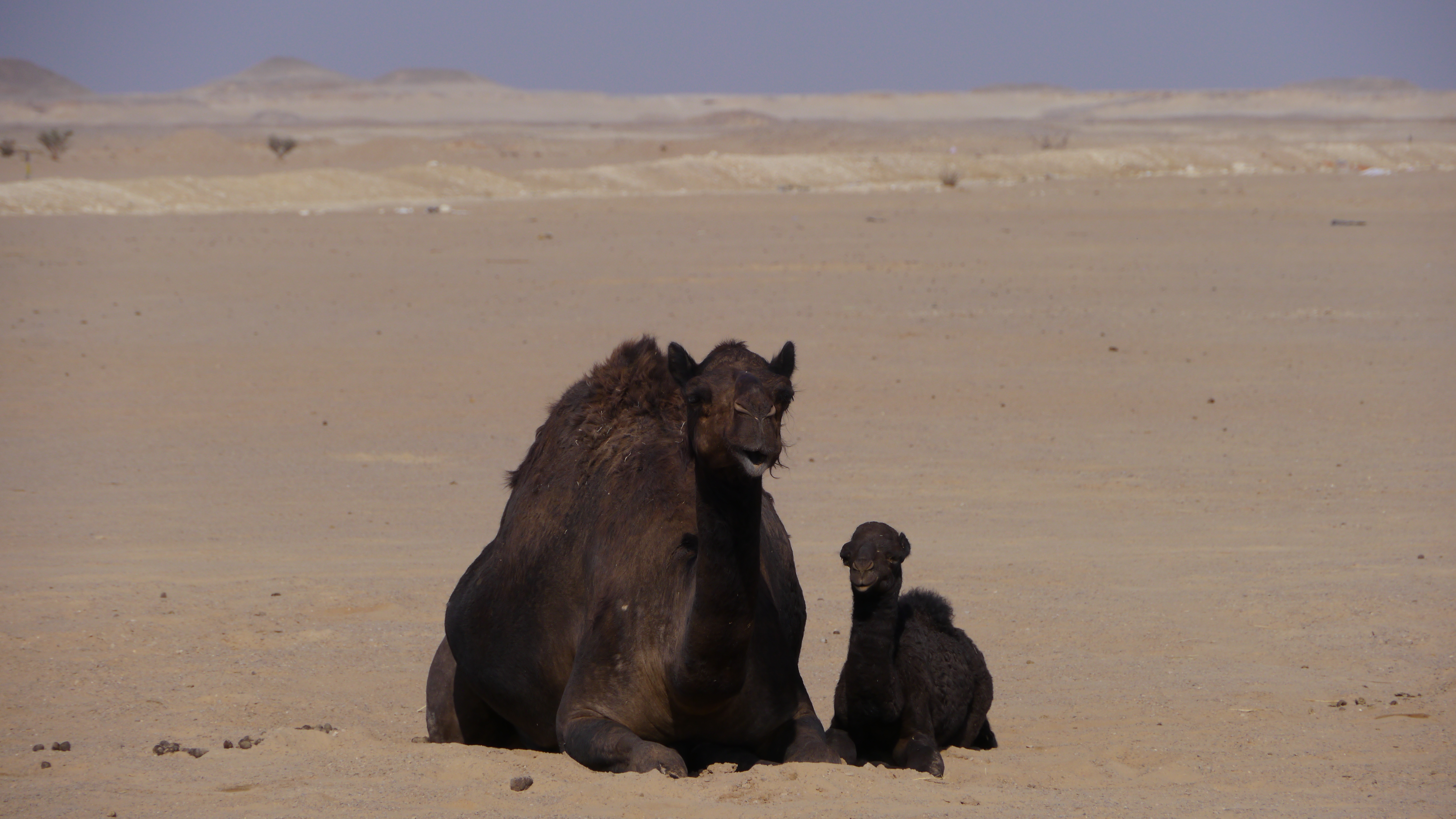 Black Camels on the way to Empty Quarter, Sunset in the desert trip from Salalah, Dhofar.