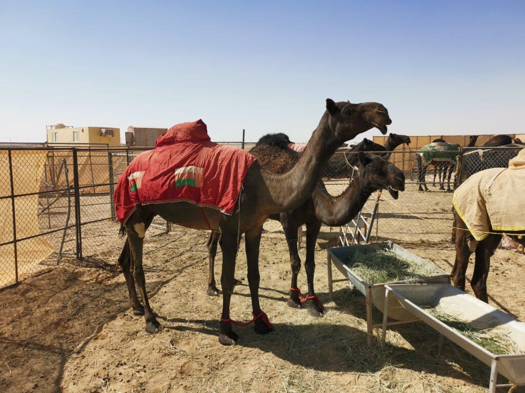 Black camels in the Empty Quarter, Salalah desert trip