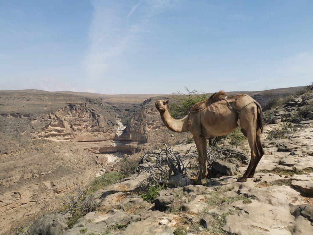 camel above Tayq sinkhole in Dhofar Mountains, Salalah Mountain tour