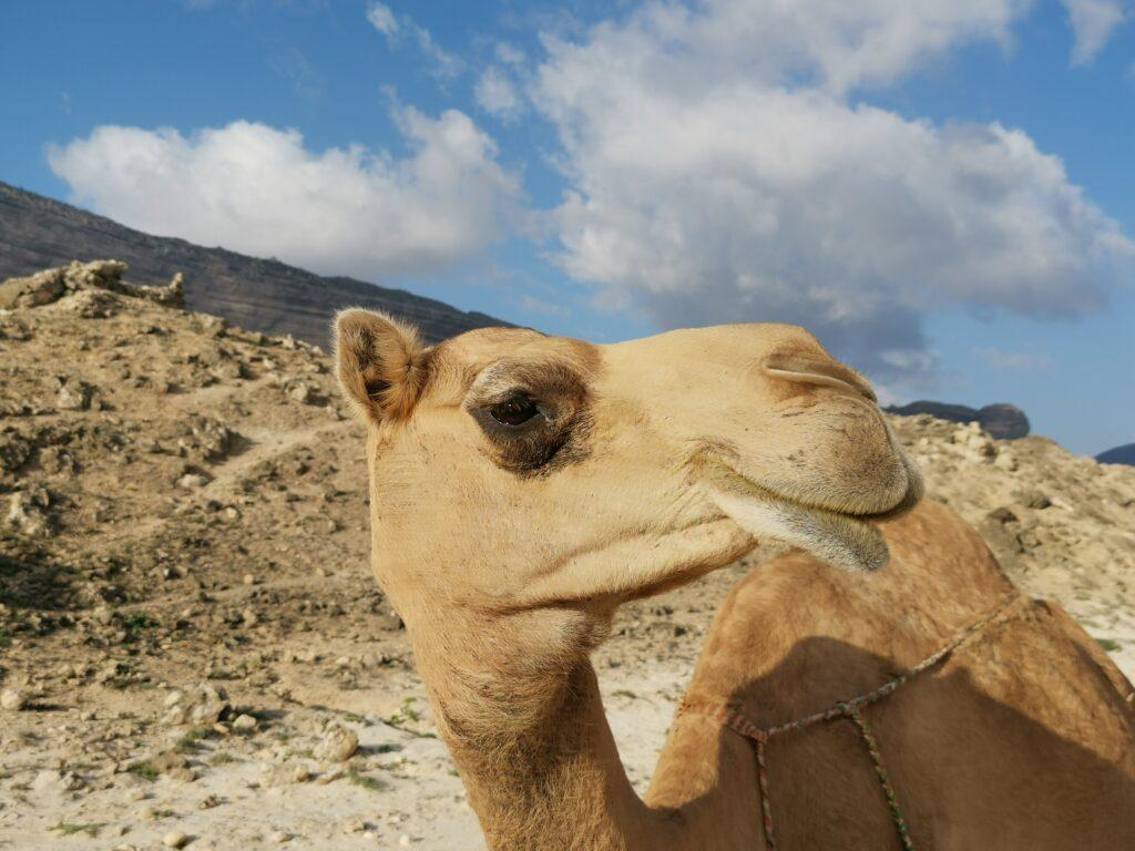 Camel on Fazayah beach Salalah West tour