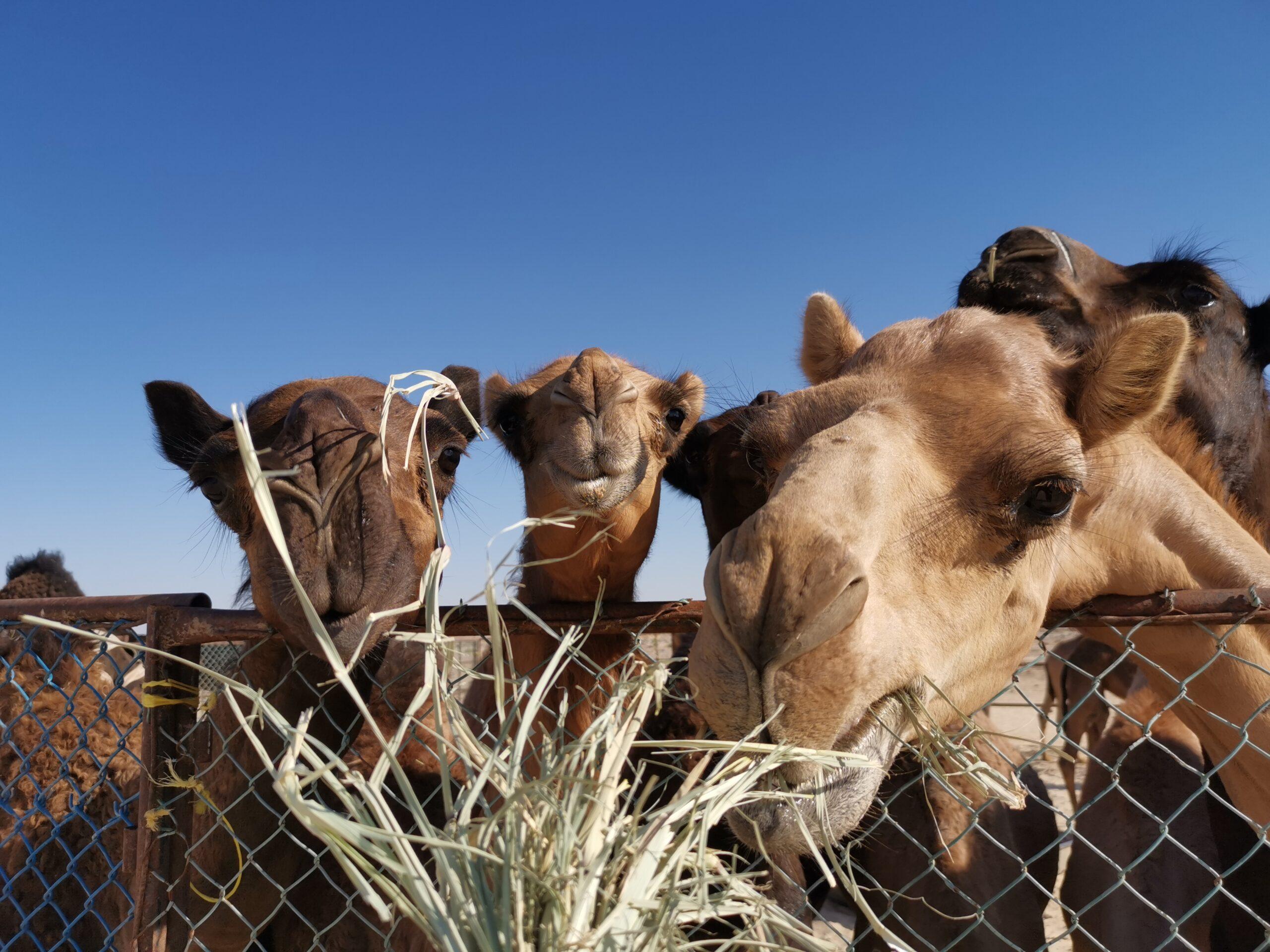 Camels camp in Empty Quarter, Salalah desert tour