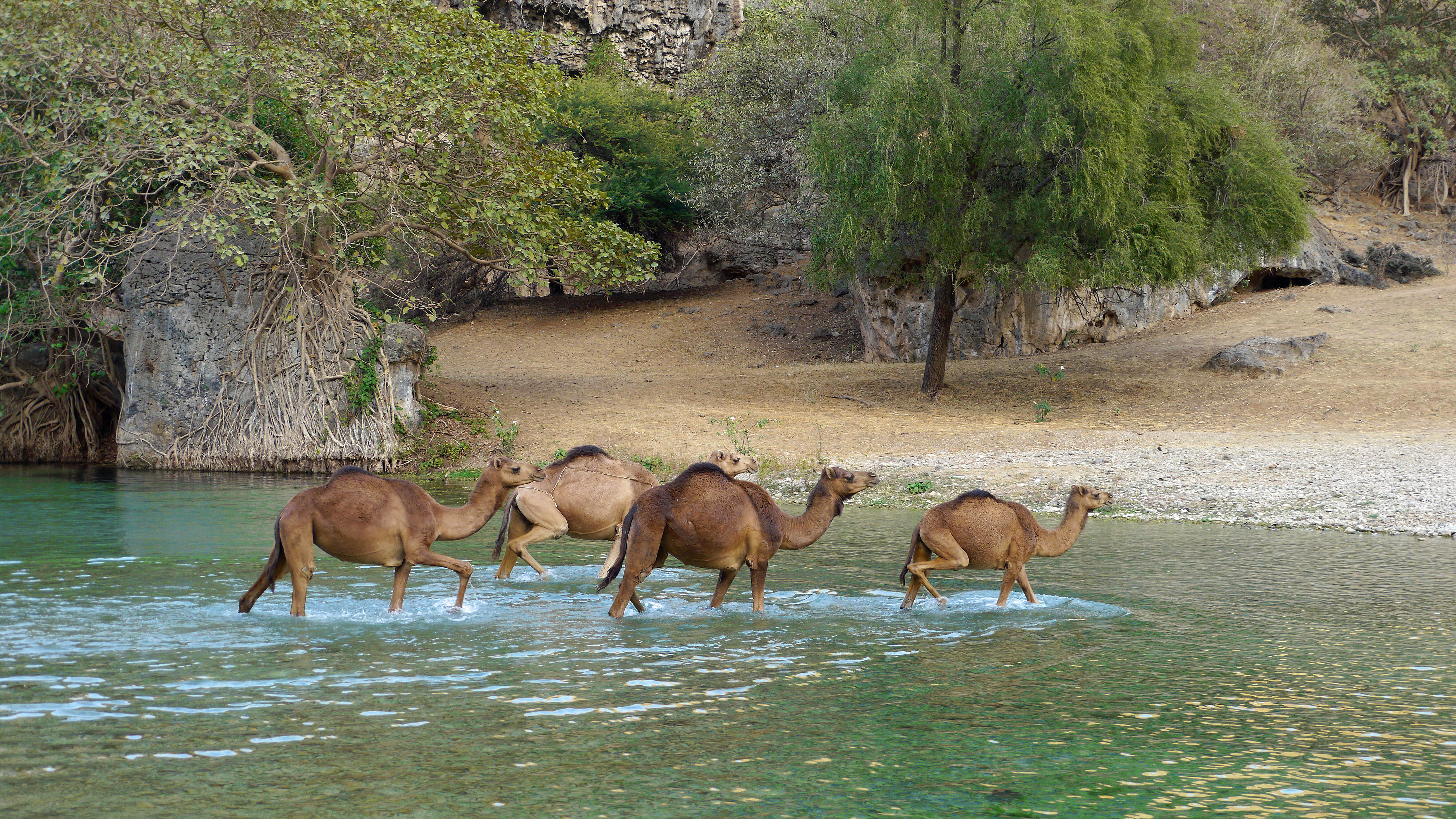Camels crossing the river in Wadi Darbat, East of Salalah trip.