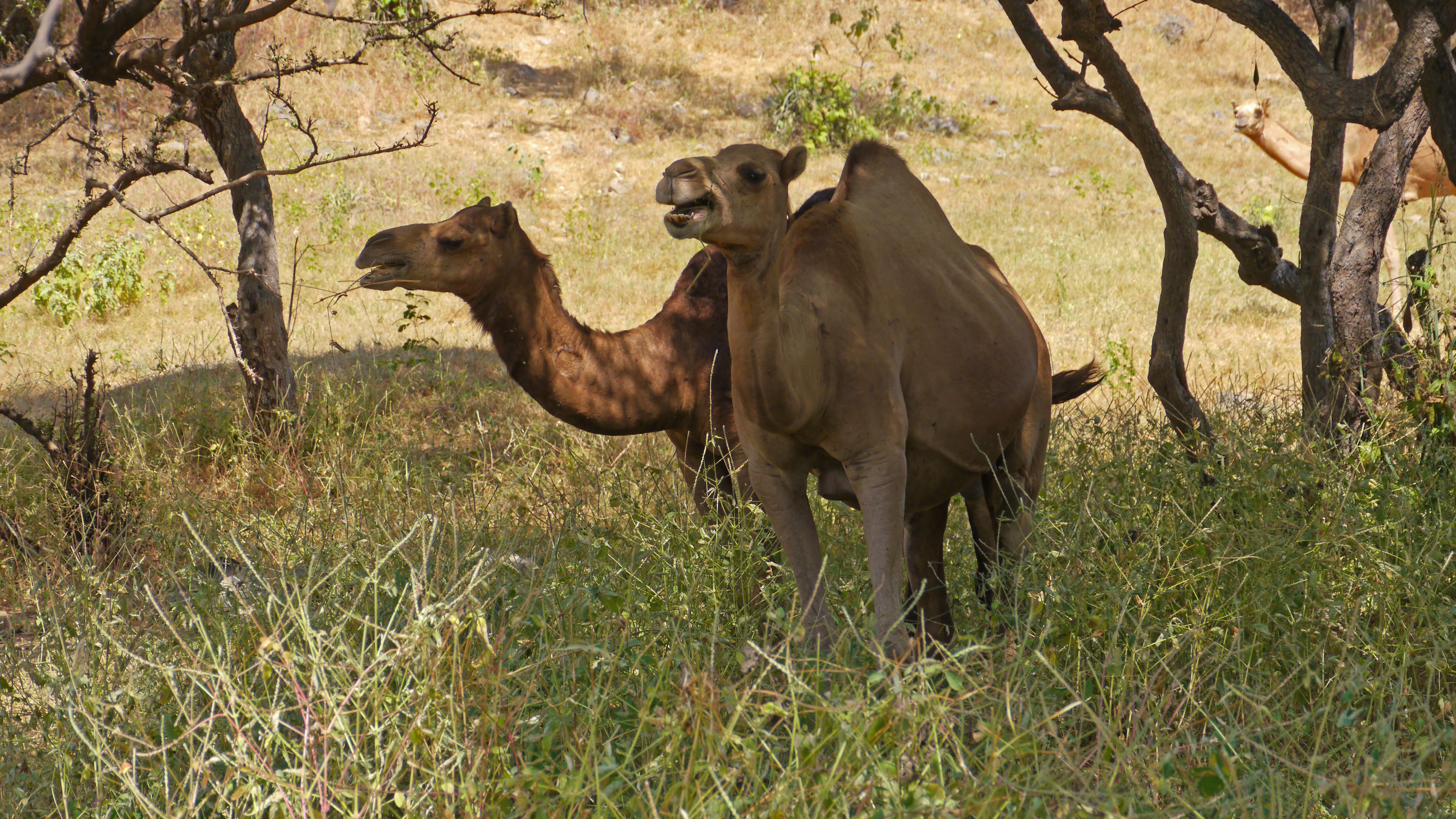 Wadi Darbat is the most beautiful valley in Dhofar Mountains. Camel and goat herds come here for pasture. The river flow is abundant with fish.
