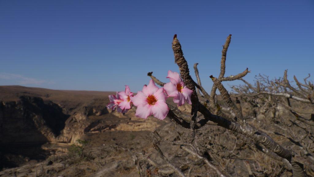 Desert rose, Adenium Obesum, Mountain Safari trip from Salalah to Taiq Cave.