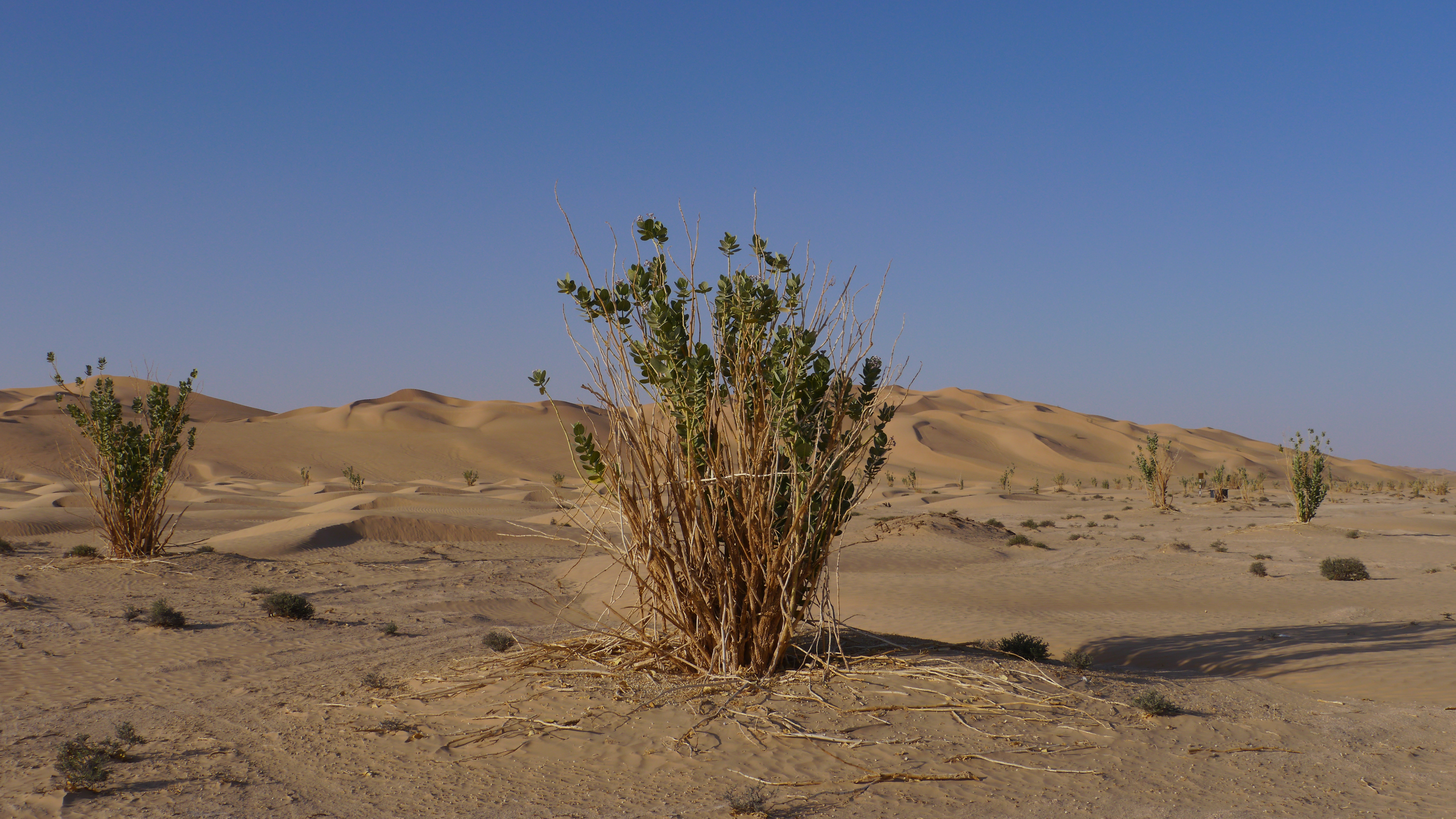 Calotropis procera is a common plant in Dhofar Governorate, you can find it in the Empty Quarter Desert, one day desert trip from Salalah.