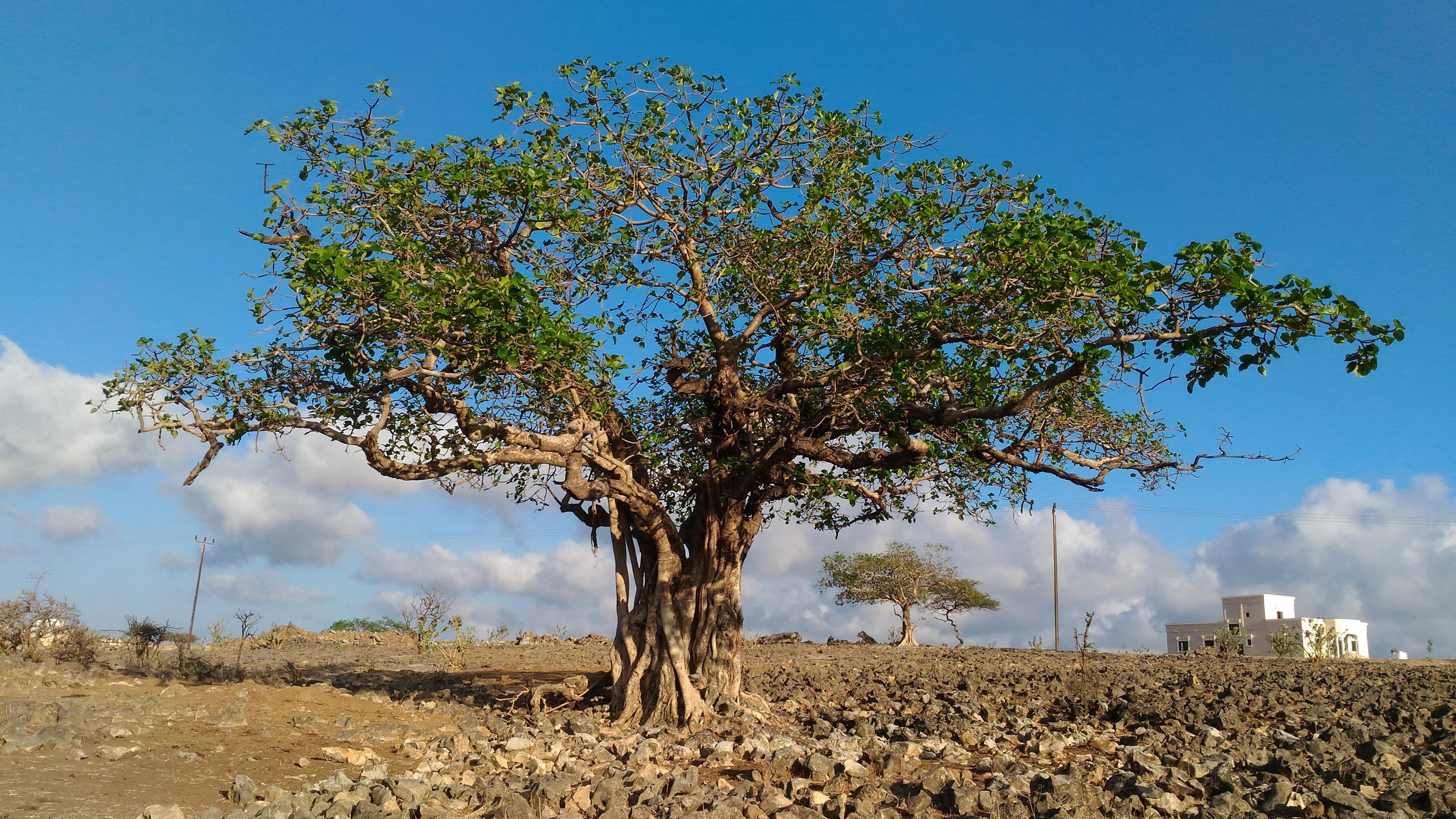 Ficus vasta, seen on the Mountain Safari trip from Salalah.