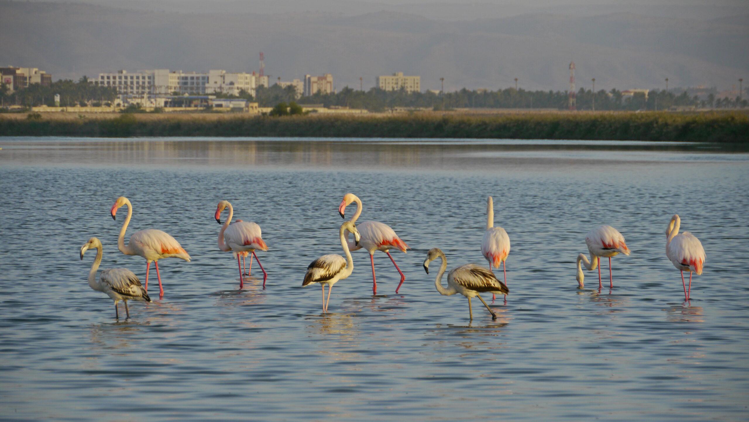 Flamingoes in Salalah