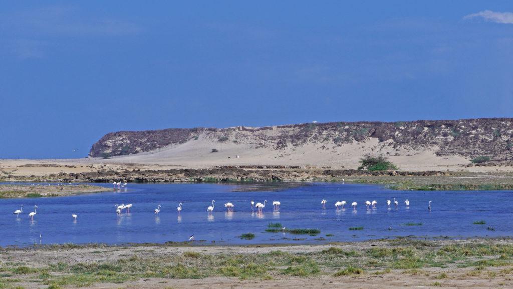 Khor Rori lagoon is a paradise for lovers of birdwatching many waders can be spotted here. Samharam Unesco site. Salalah East Tour.
