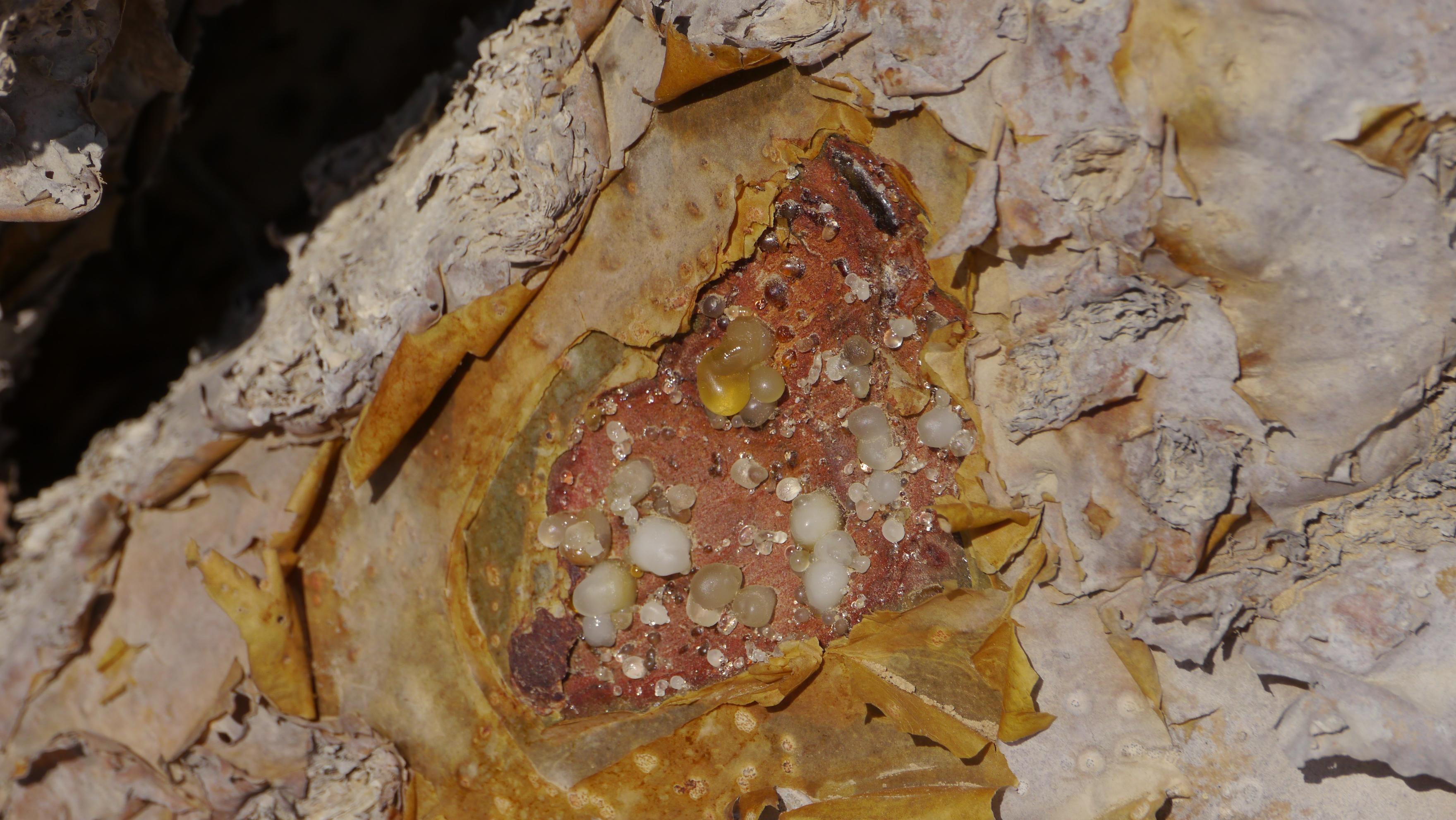 Frankincense, resine from the frankincense tree, boswelia sacra. Wadi Dawka, Salalah trip, Night in the desert.