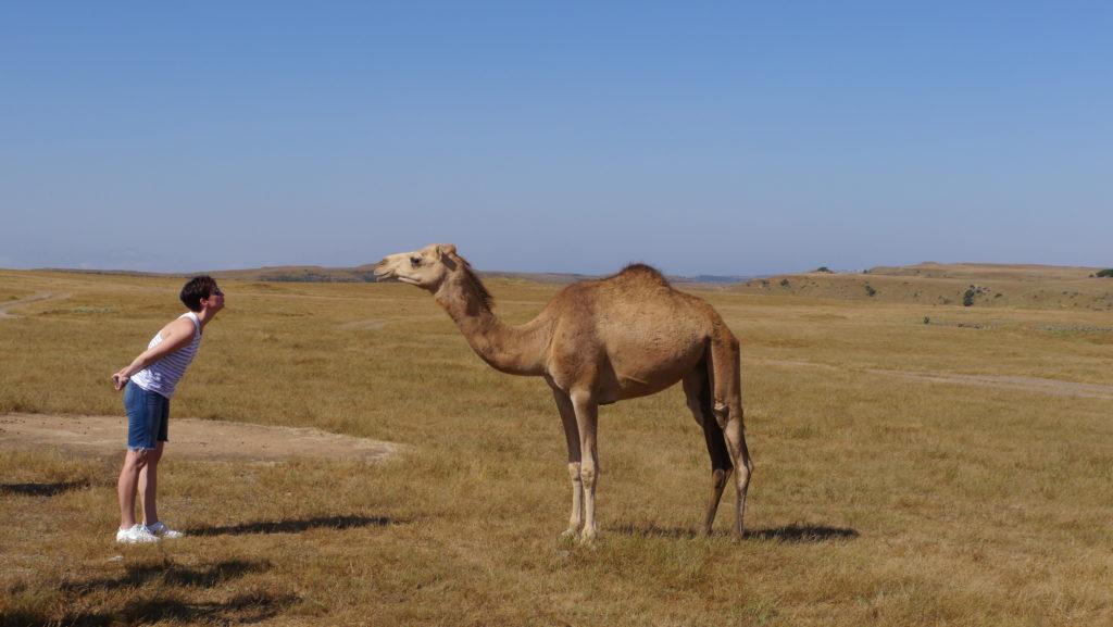 Camels are mild tempered in Jebel Qara, Mountain Safari trip. Trip from Salalah