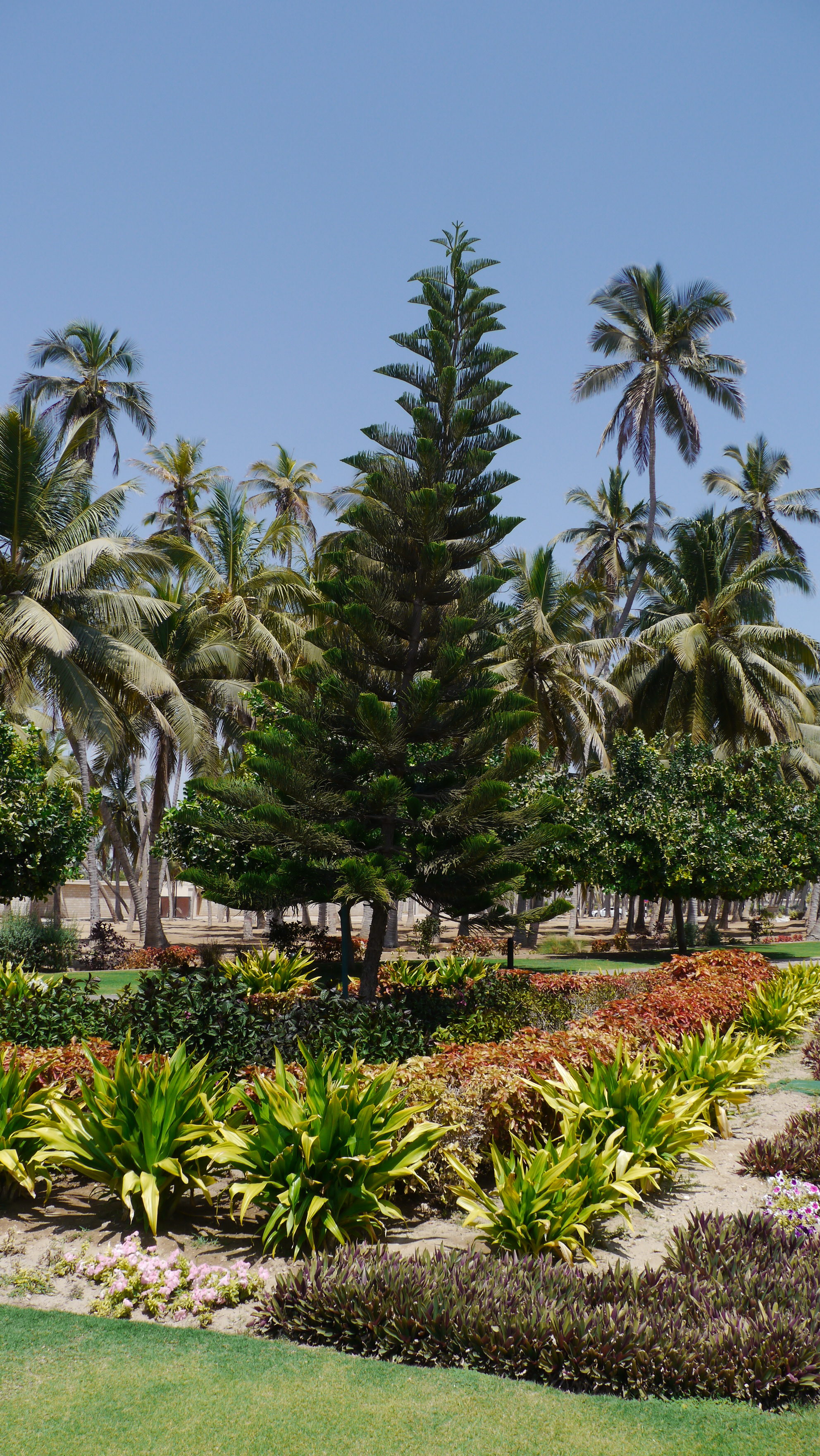 Al-Husn Palace is the seat of Sultan in Salalah, Dhofar Governorate, the palace is surrounded by perfectly mantained gardens.