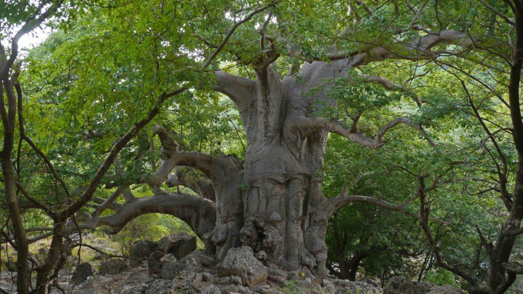 Giant baobab tree in baobab forest near Salalah. Salalah Mountain safari tour