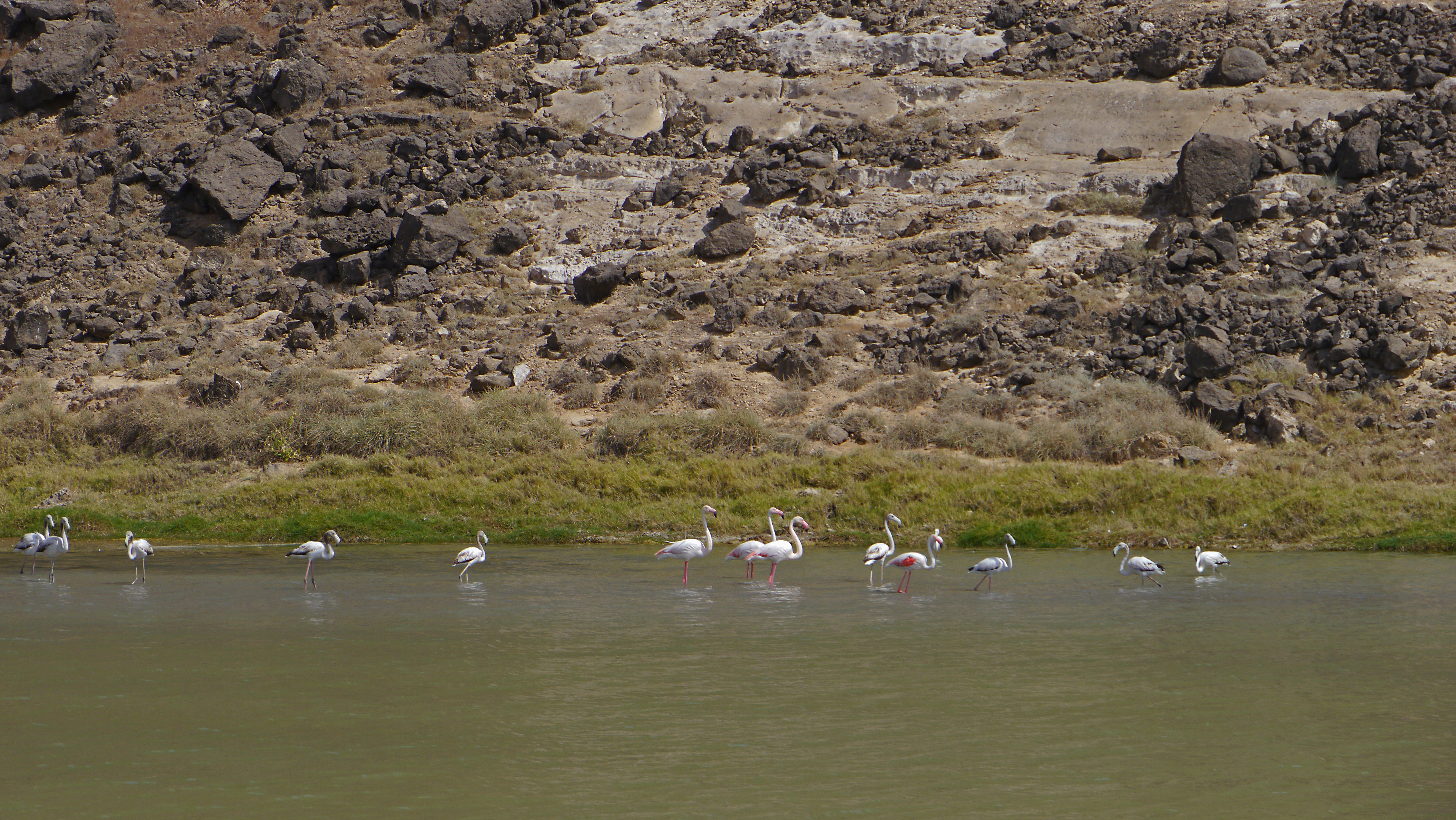 Mughsail lagoon lies at the beginning of stunning Mughsail beach. Flamingoes are common visitors of this place. Salalah west coast tour.