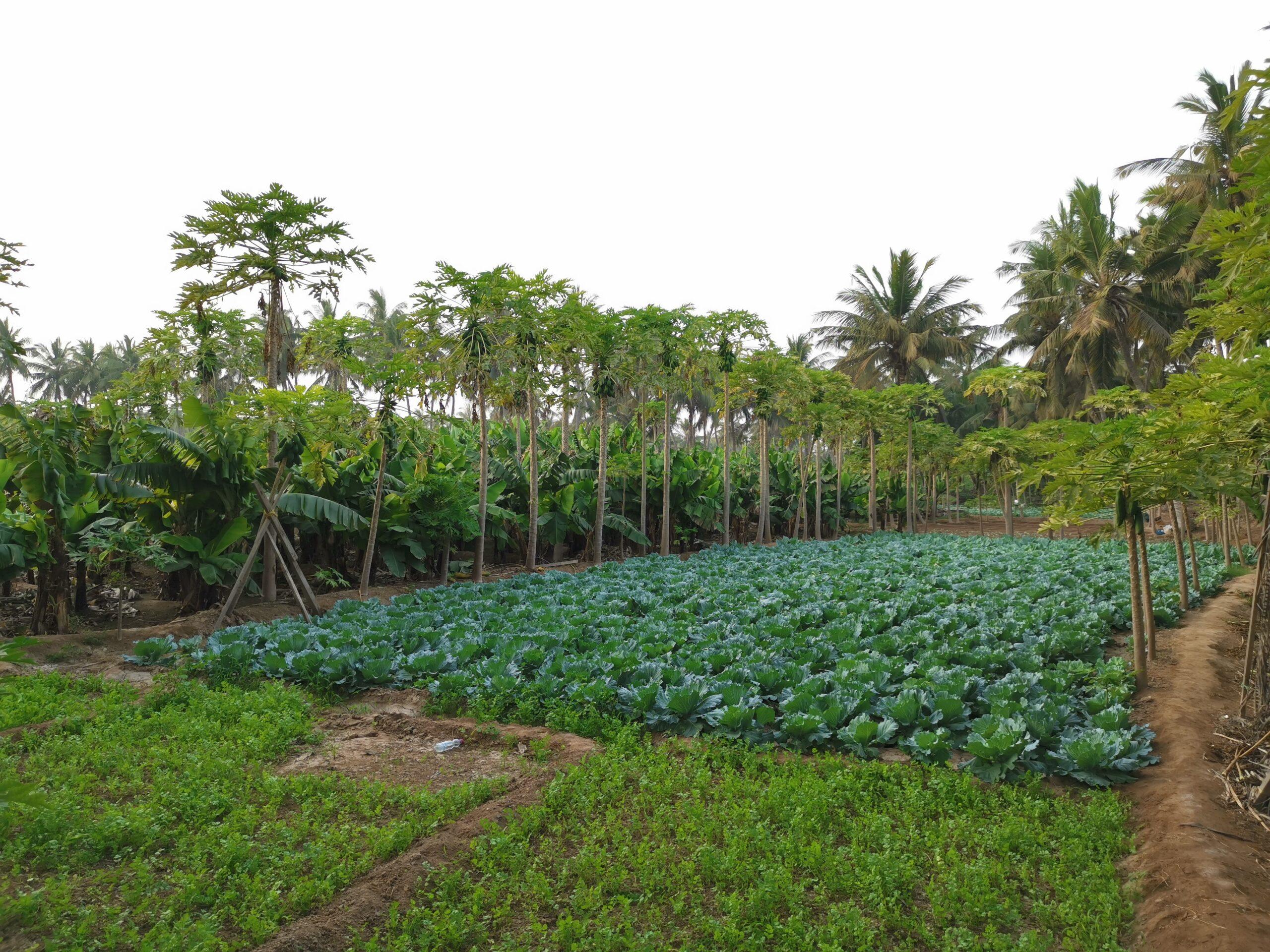 Plantations, fields in Salalah