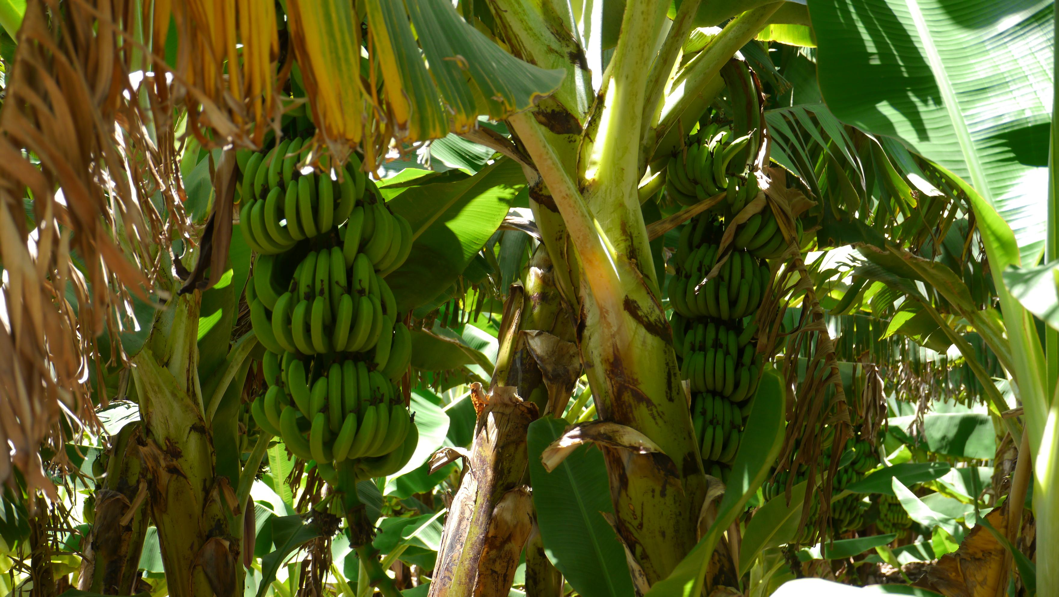 Salalah vast plantations of bananas and coconut palms make a hallmark of Salalah city tour.