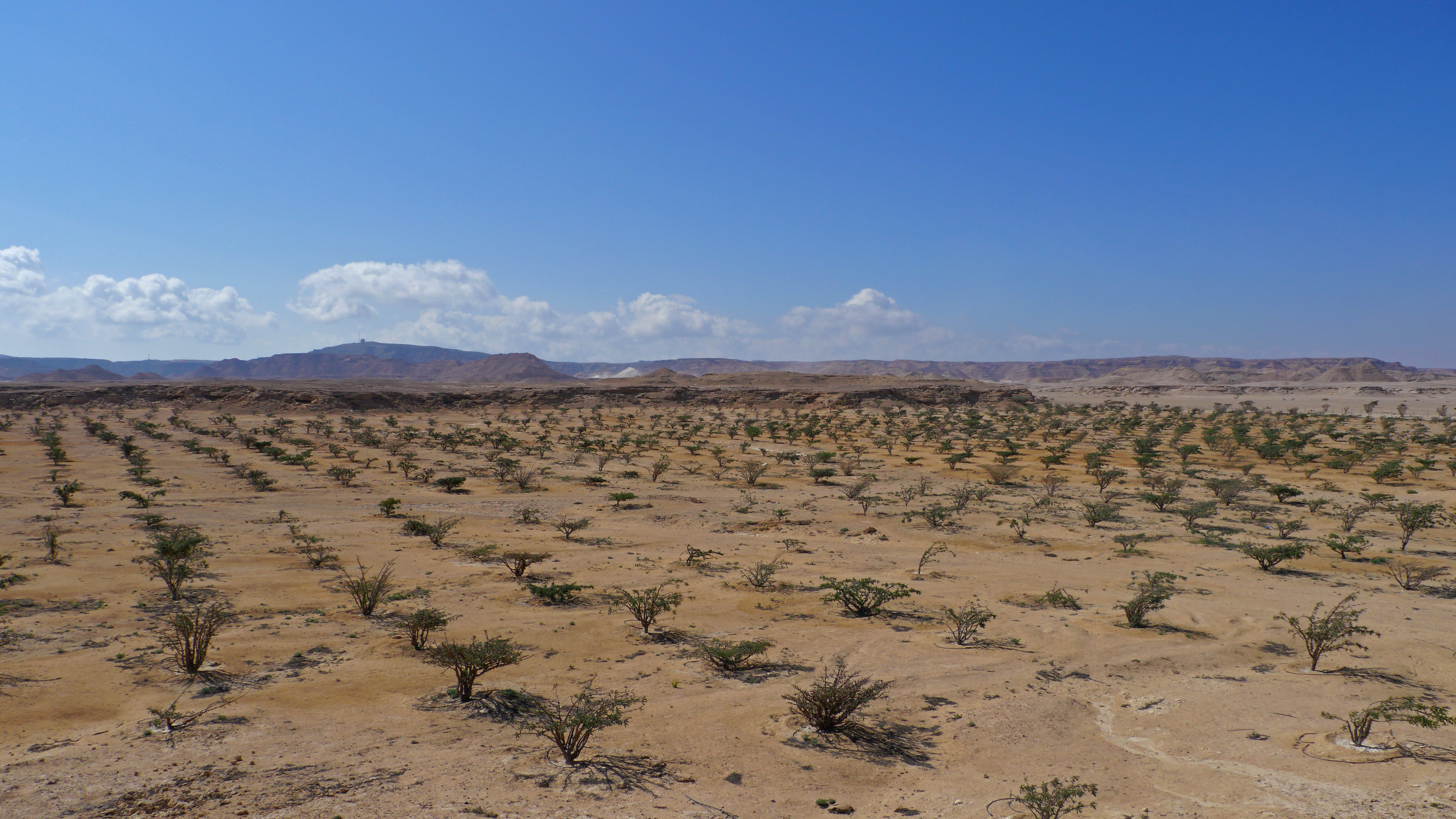 Frankincese trees in Wadi Dawka Nature Reserve, UNESCO World heritage site. Nice stop on the way to the desert from Salalah.