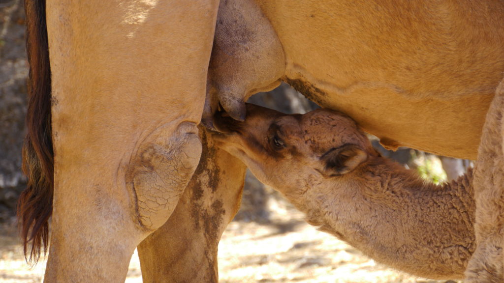 Camel calf suckles from his mother´s udder. Day with Omani camel herdsmen. Trip from Salalah.