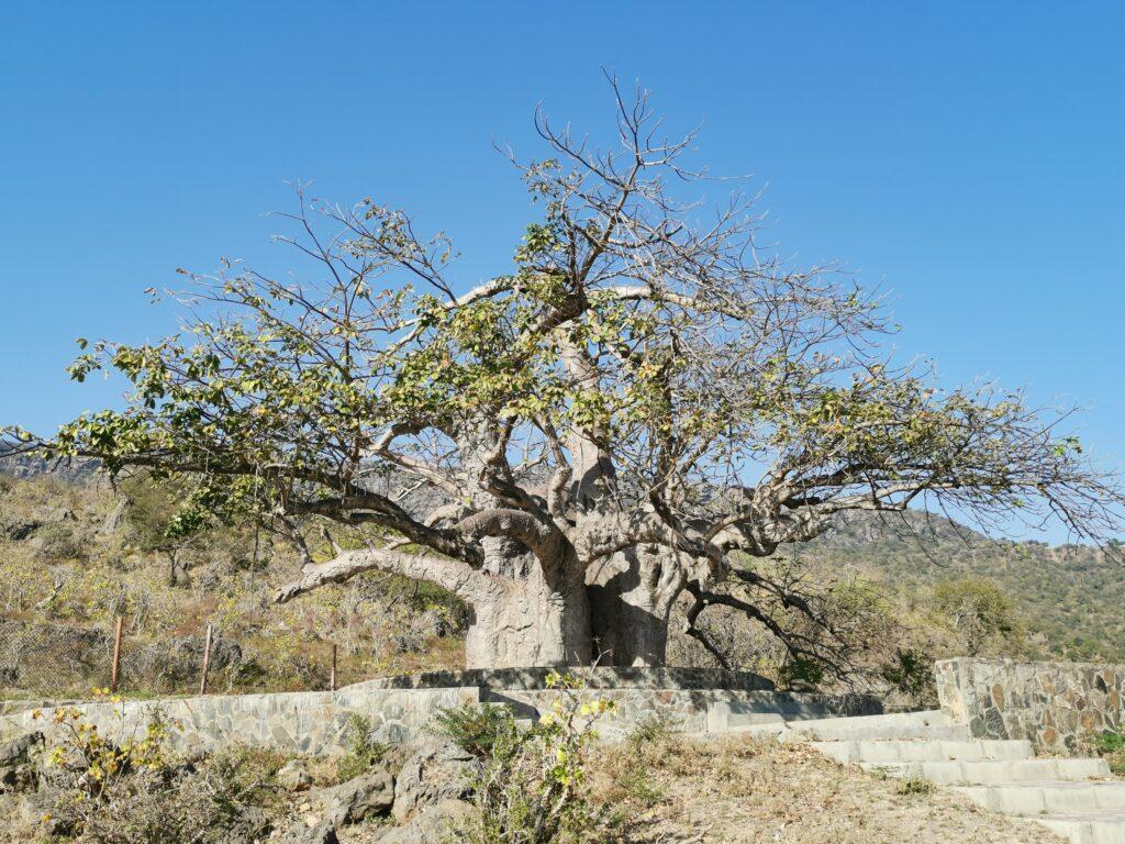 Dalkut baobab tree, Salalah West Coast Odyssey