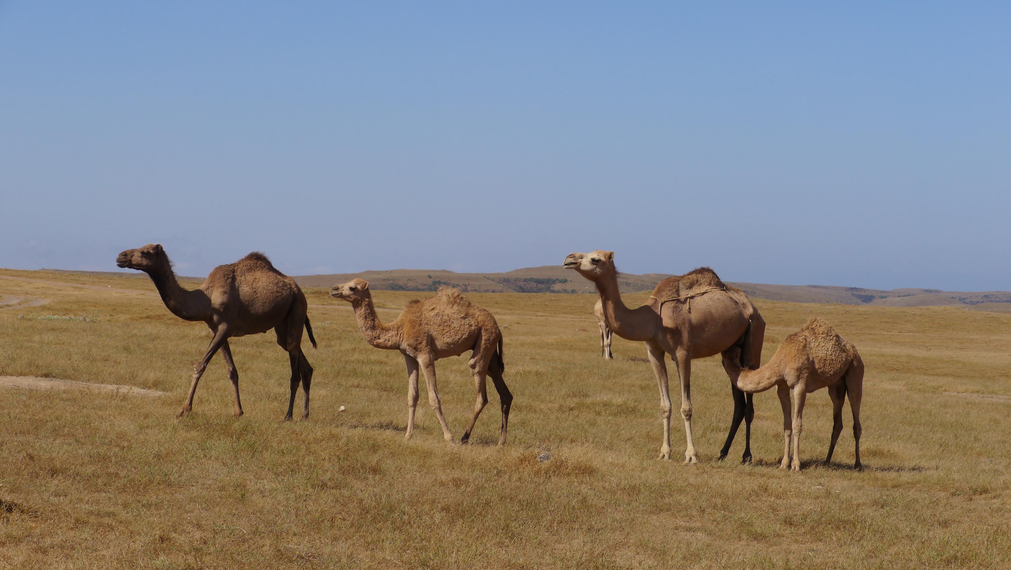 The most numerous camel herds in Oman could be found in Dhofar. Day with Omani camel herdsmen. Trip from Salalah.