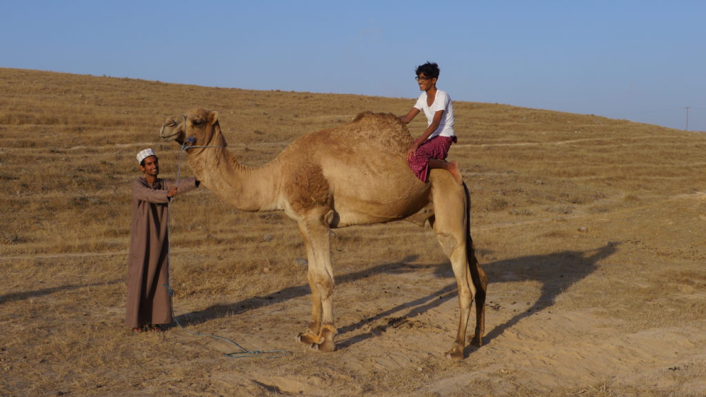 Riding camels without saddle is a favourite entertainment for Omani tribesmen. Tour from Salalah. Day with camel herders.