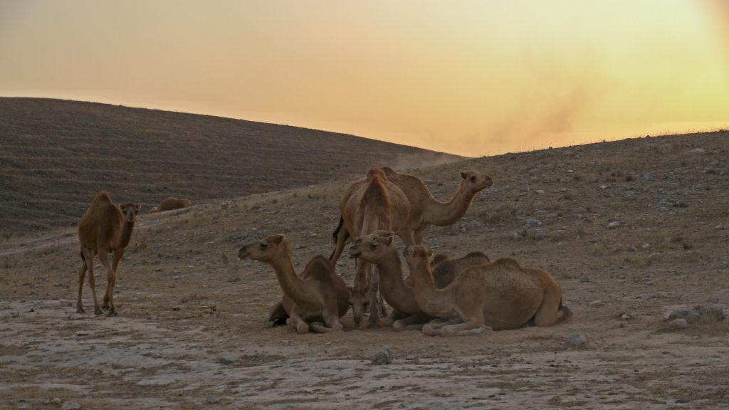 Camels are returning from the pastures in Dhofar Mountains above Salalah. Day with camel herdsmen. Trip from Salalah.
