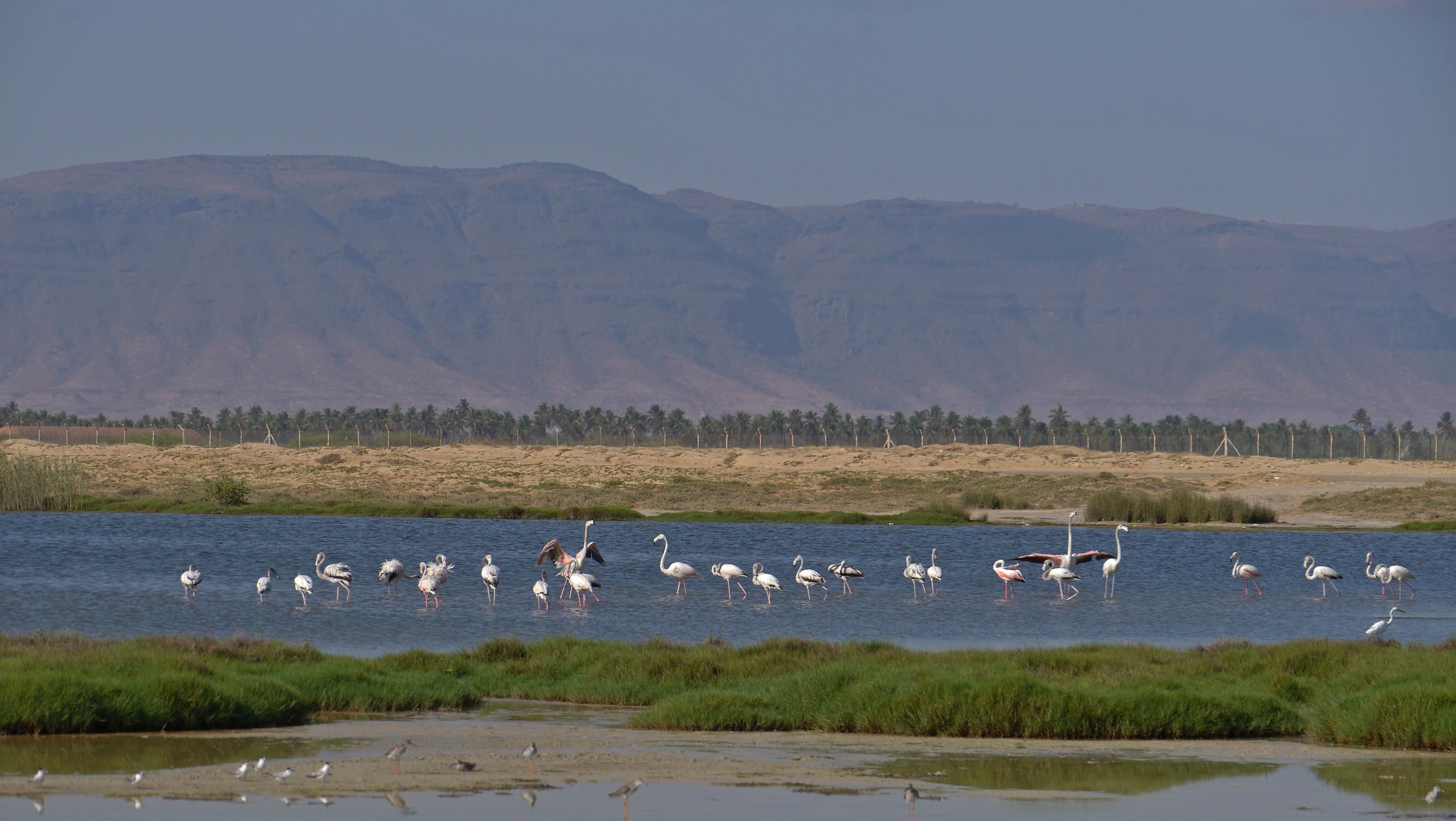 Dahariz lagoon is excellent spot for birdwatchers in Salalah. Salalah city tour.