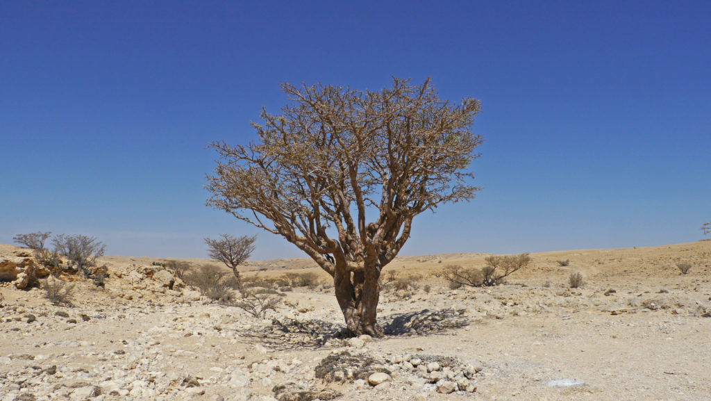 Fine frankincense is harvested from the trees in Dhofar Mountains. Trip from Salalah. Day with Omani camel herdsmen.