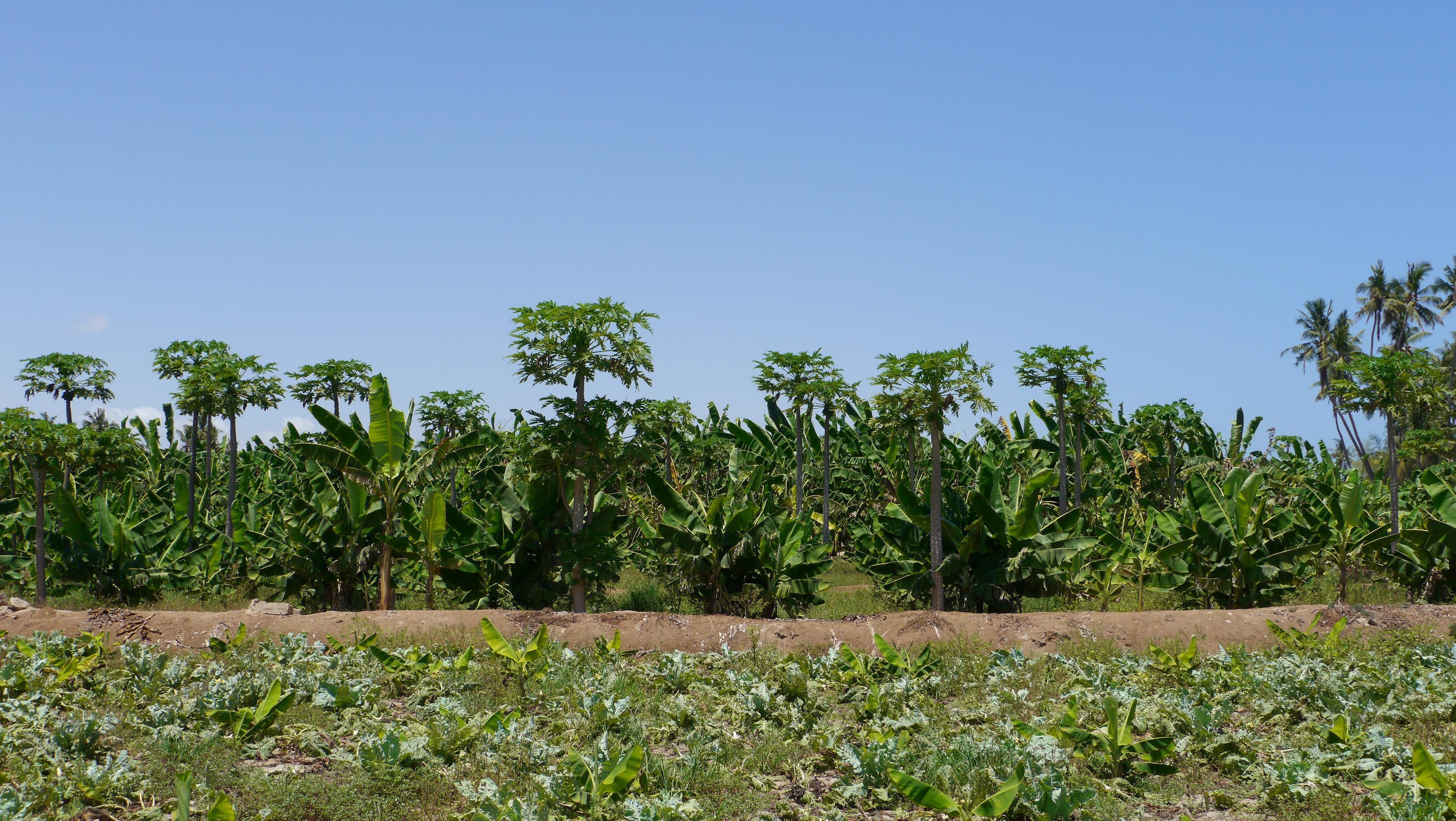Salalah plantations cover huge area in central Salalah, mostly bananas, coconut palms and papaya are grown there. Salalah city tour.