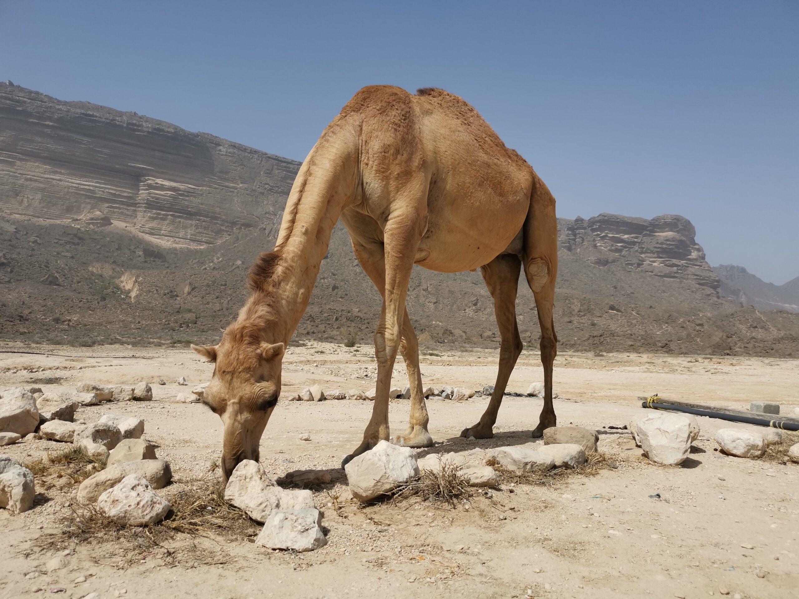 Camel on Fazayah beach Salalah West tour