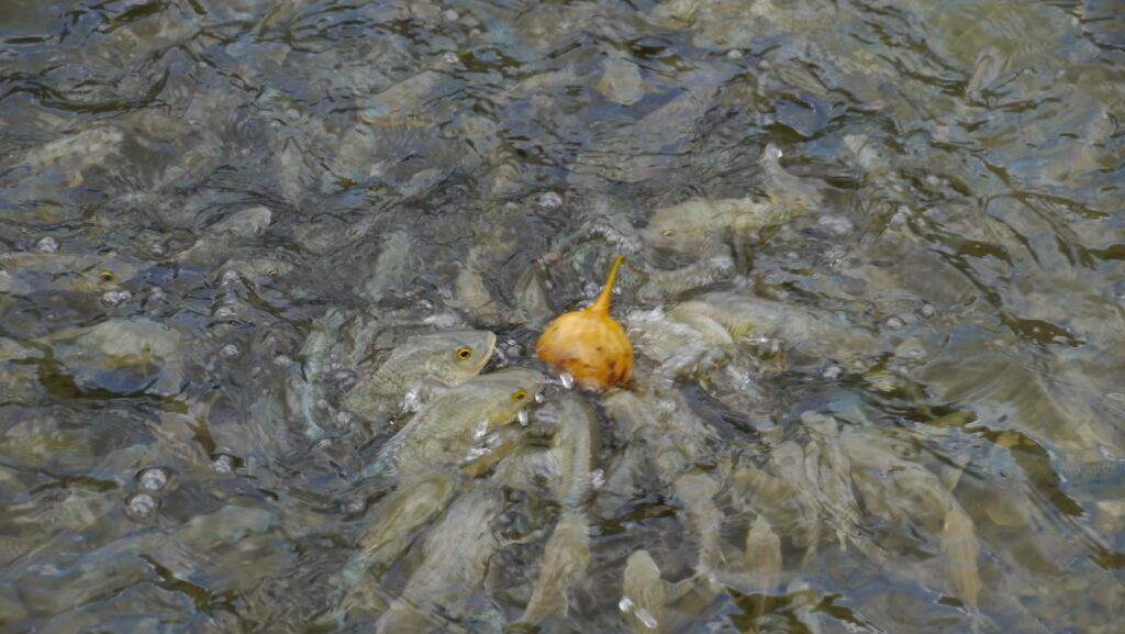 Fish in Darbat river, Salalah East tour